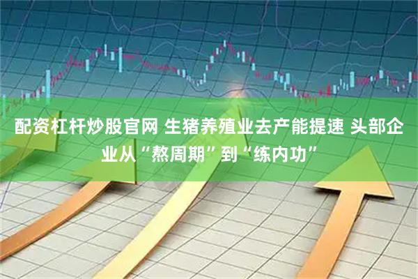 配资杠杆炒股官网 生猪养殖业去产能提速 头部企业从“熬周期”到“练内功”